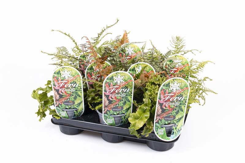 PHYLLITIS SCOLOPENDRIUM, D 11 cm