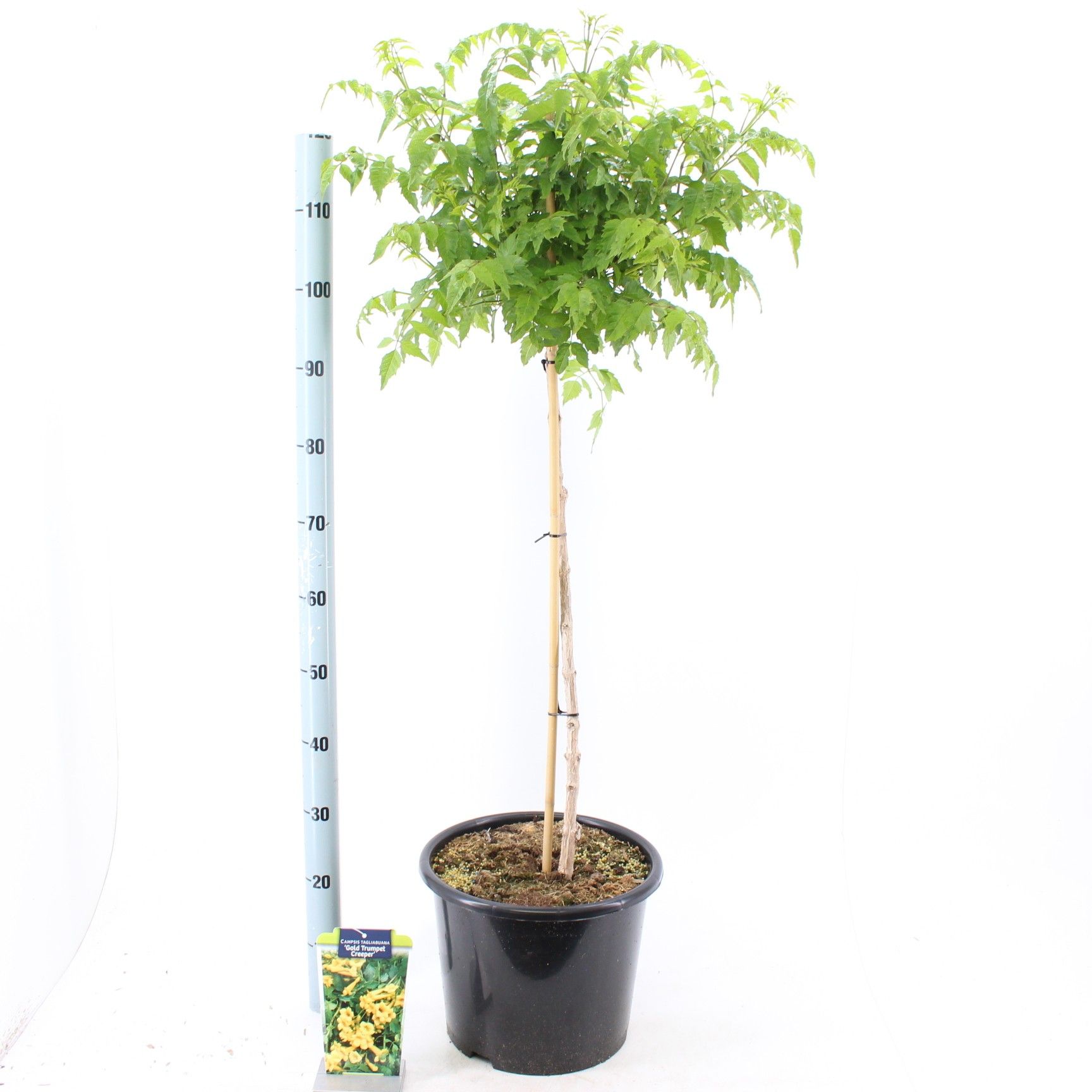 Campsis tagliabuana 'Gold Trumpet Creeper' 80 stam, D 32