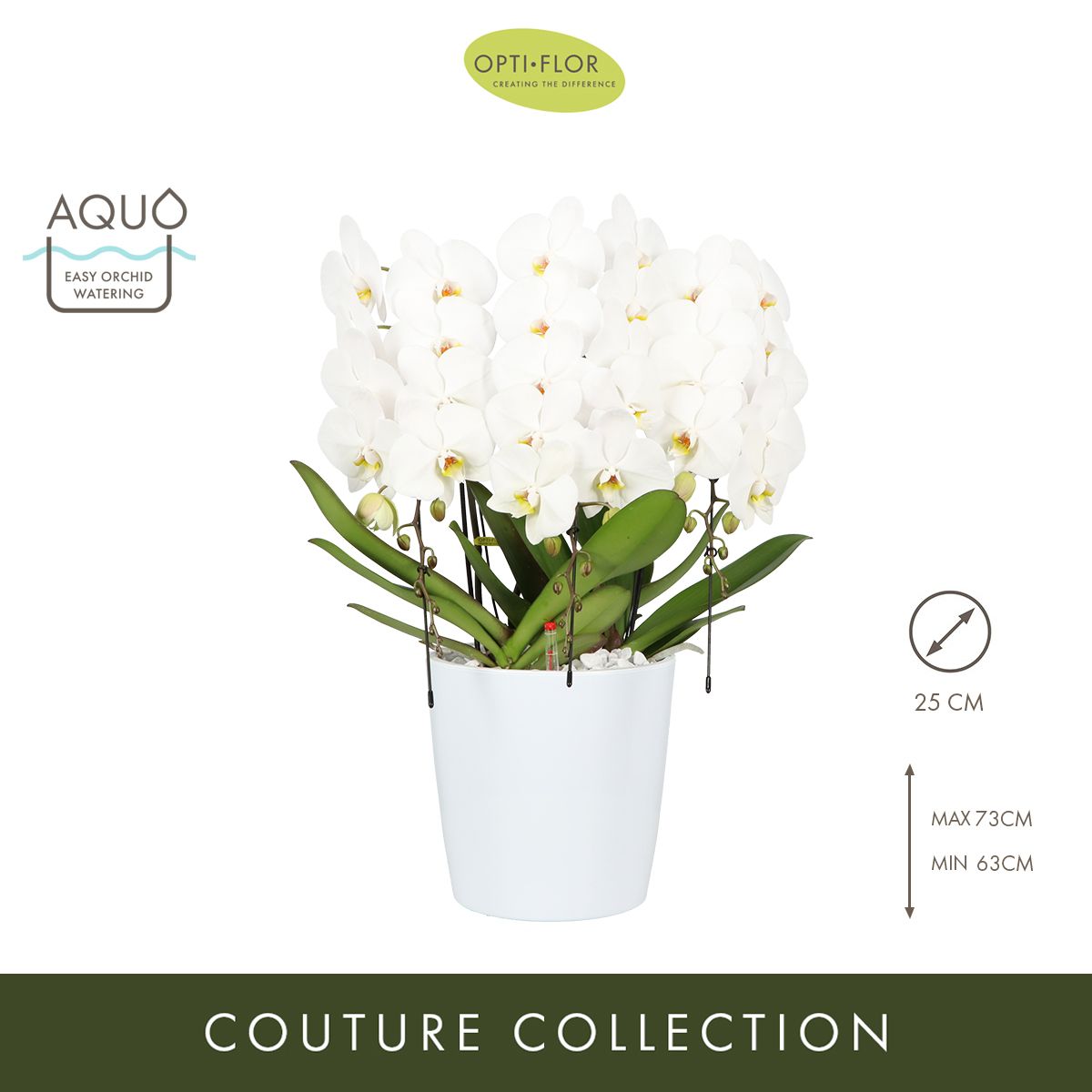 Japanse Mountain White 3 spike, D 25 cm