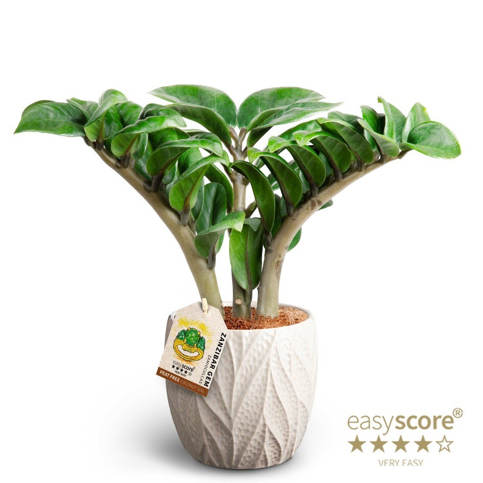 Leaf Sand, Zamioculcas ´Zenzi´, D 12