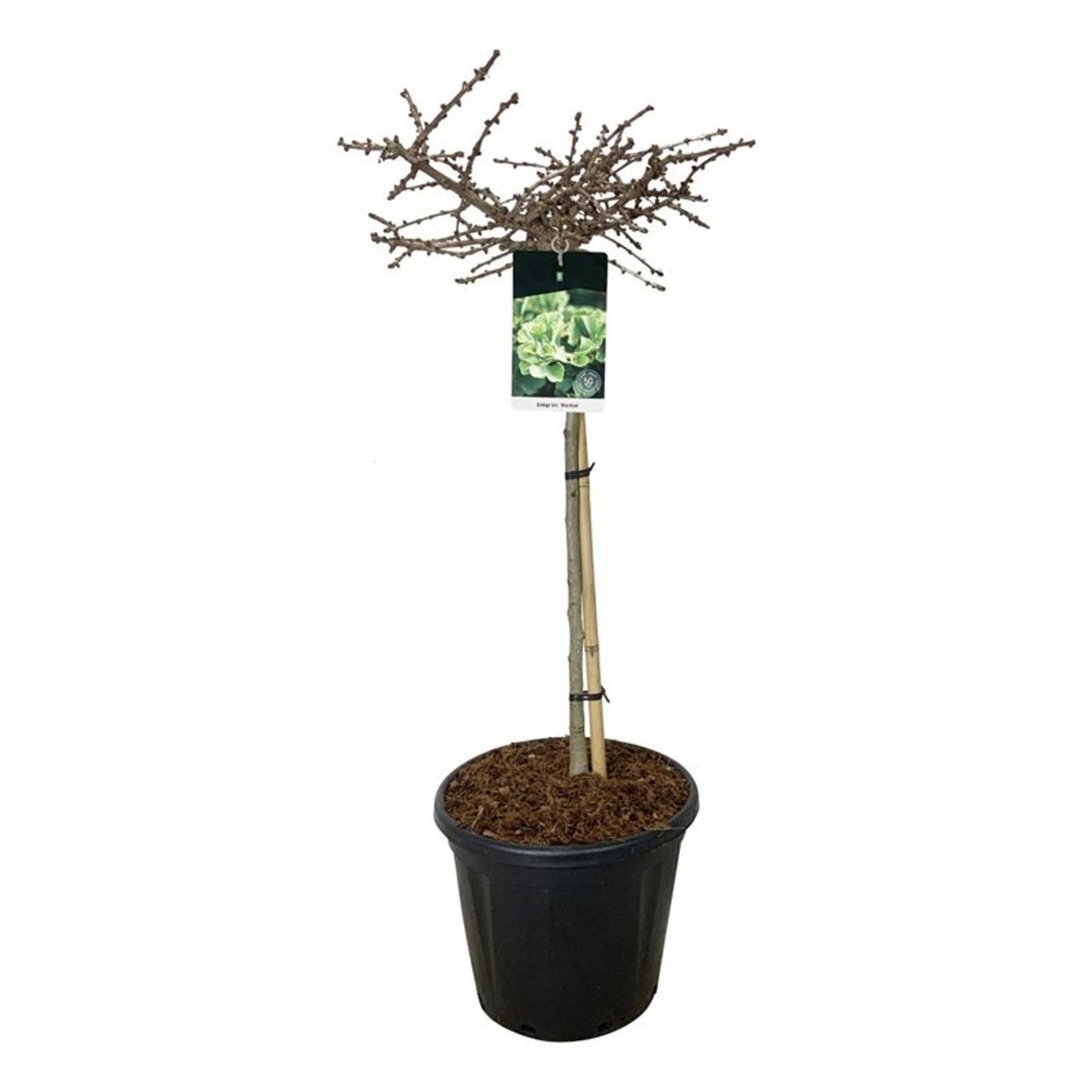 Ginkgo biloba 'Mariken', D 40