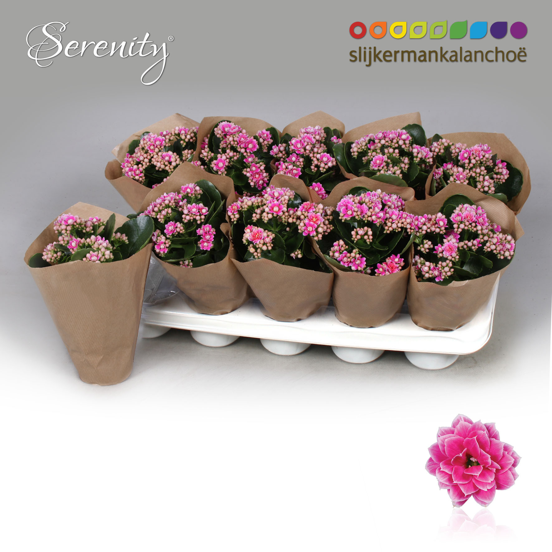 Kalanchoe Papersleeve - Serenity Purple White, D 10,5 cm