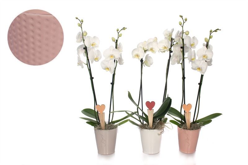 Zoe p12 dots mix Phal white 2T14+, D 12 cm