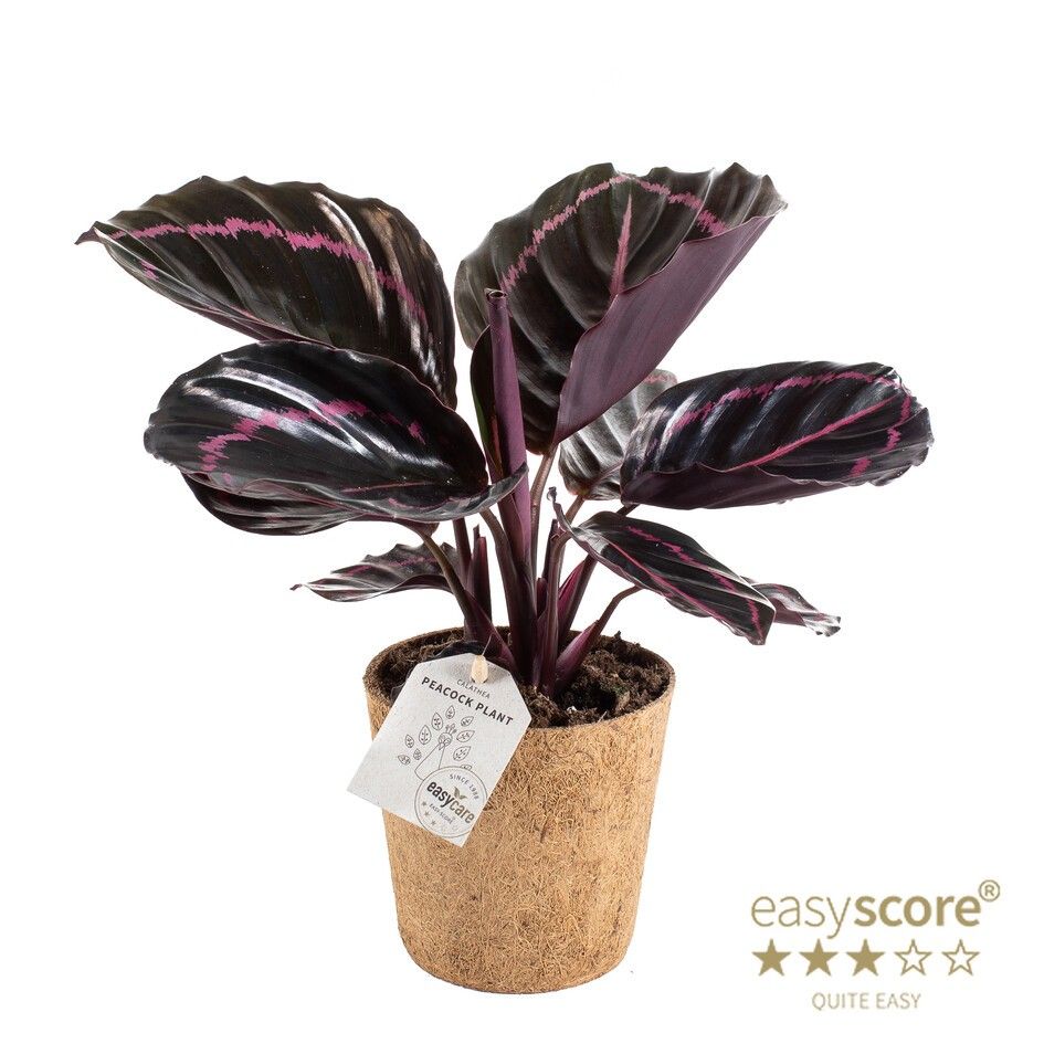 Calathea ´Dottie´- Cocoz, D 11