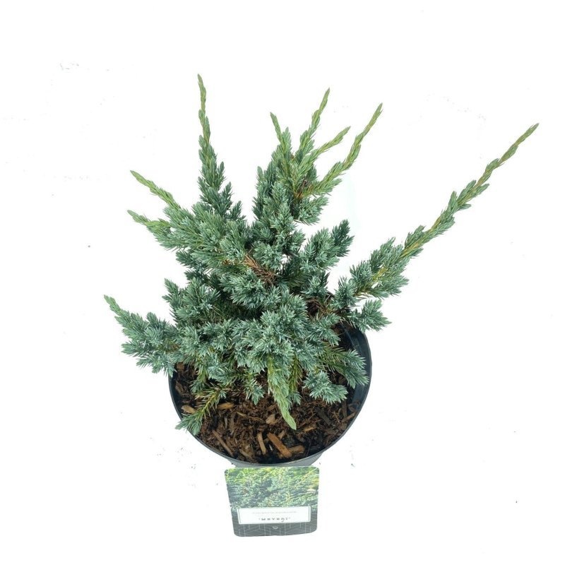 Juniperus squamata 'Meyeri', D 18