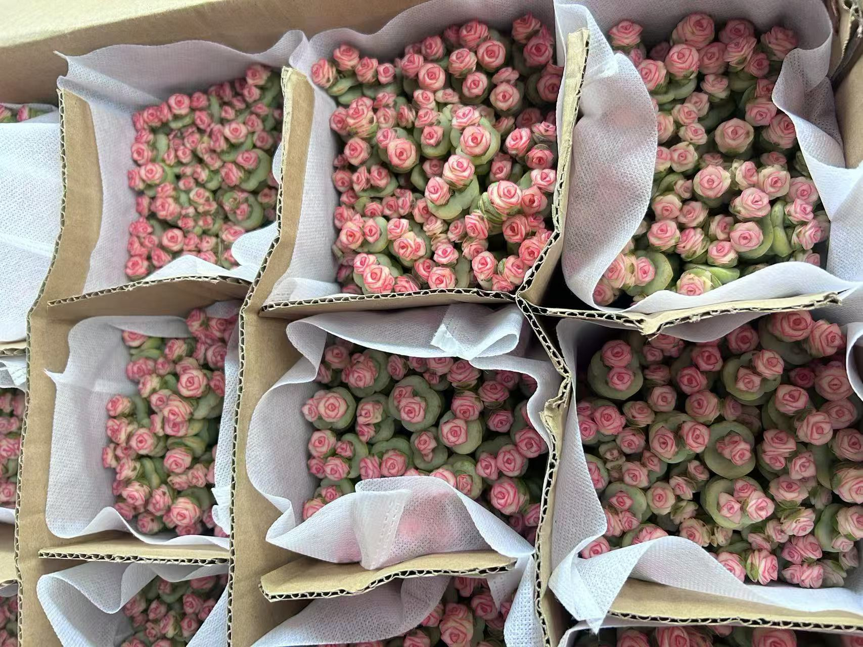 суккулент Мани стринг 11 20