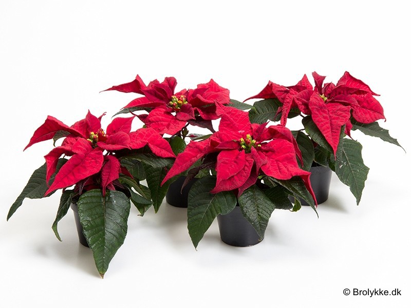 EUPHORBIA PULCHERRIMA 'MINI' 'FEELINGS MERLOT', D 6 cm