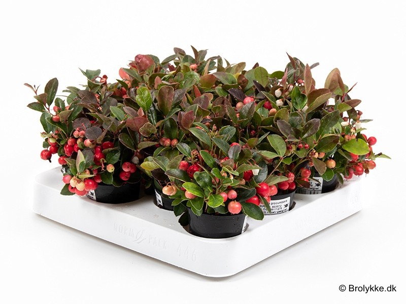 GAULTHERIA PROCUMBENS, D 6 cm