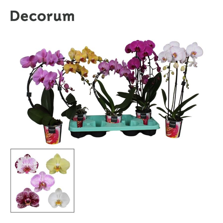 Phalaenopsis 2 tak, Decorum vormen mix, D 12 cm