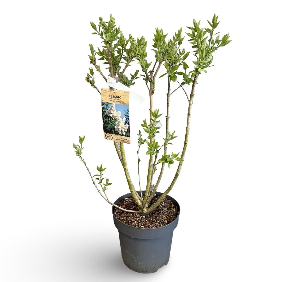 Syringa v. 'Mme Lemoine', D 31 cm