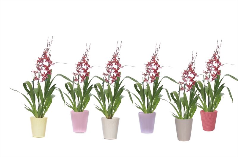 Zoe p12 dots mix Cambria Barrocco Red 3-4T18+, D 12