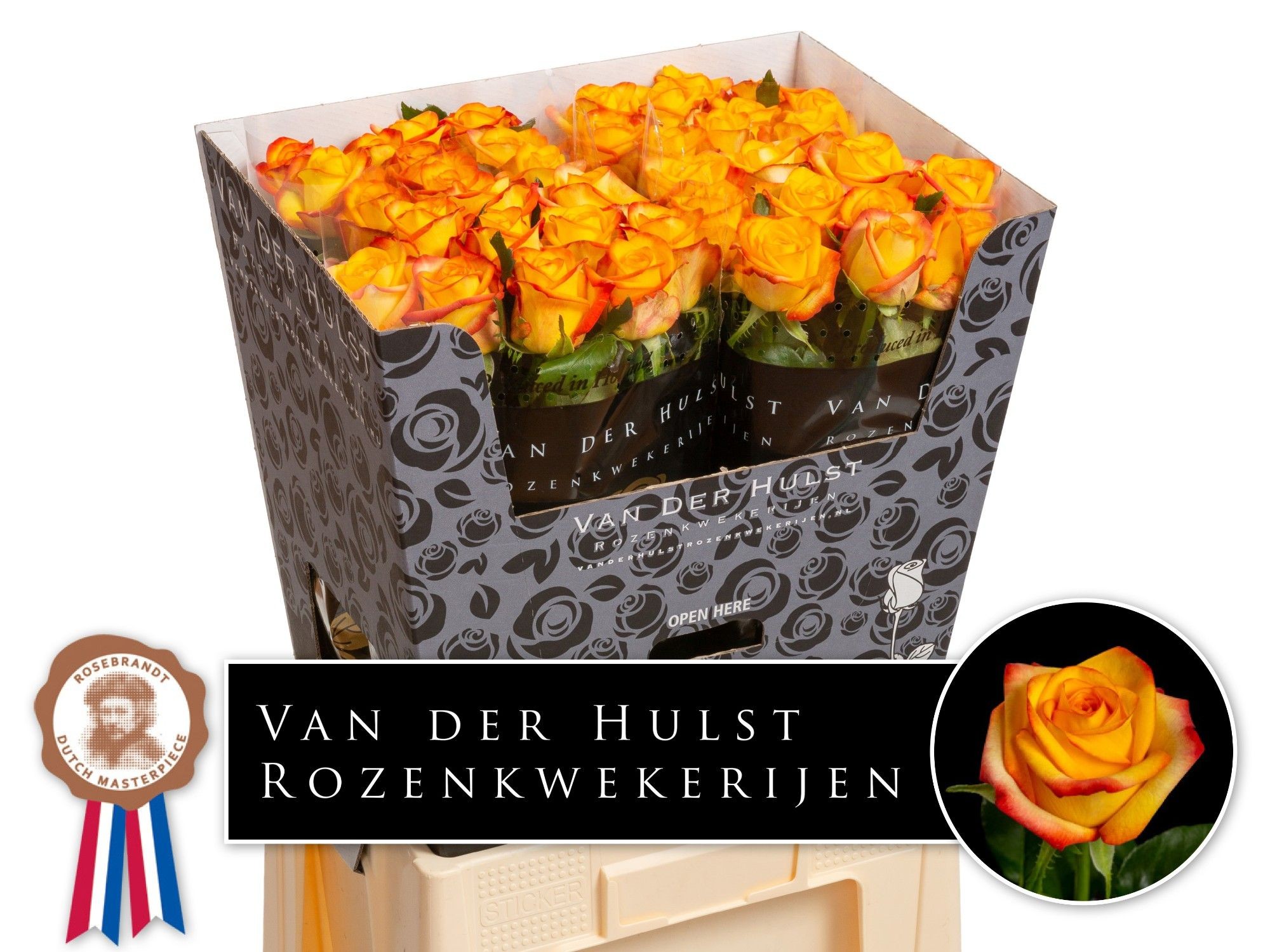 Роза од. Каталунья+ 70, шт.