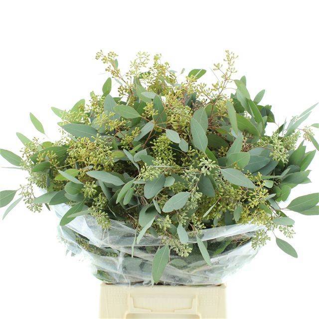 Эвкалипт Палиантемос (с ягодами) за пучок 70, пуч.