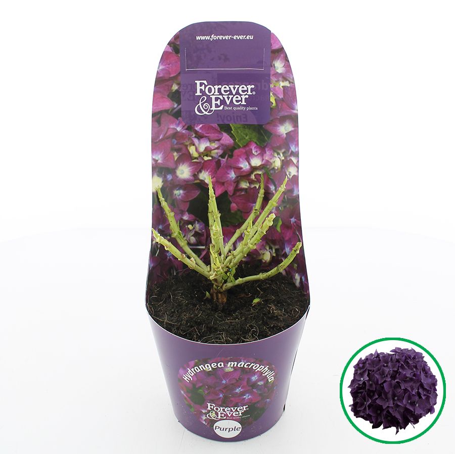 Hydrangea macr. Forever & Ever® Paars C2 (17cm.) Potcover, D 17