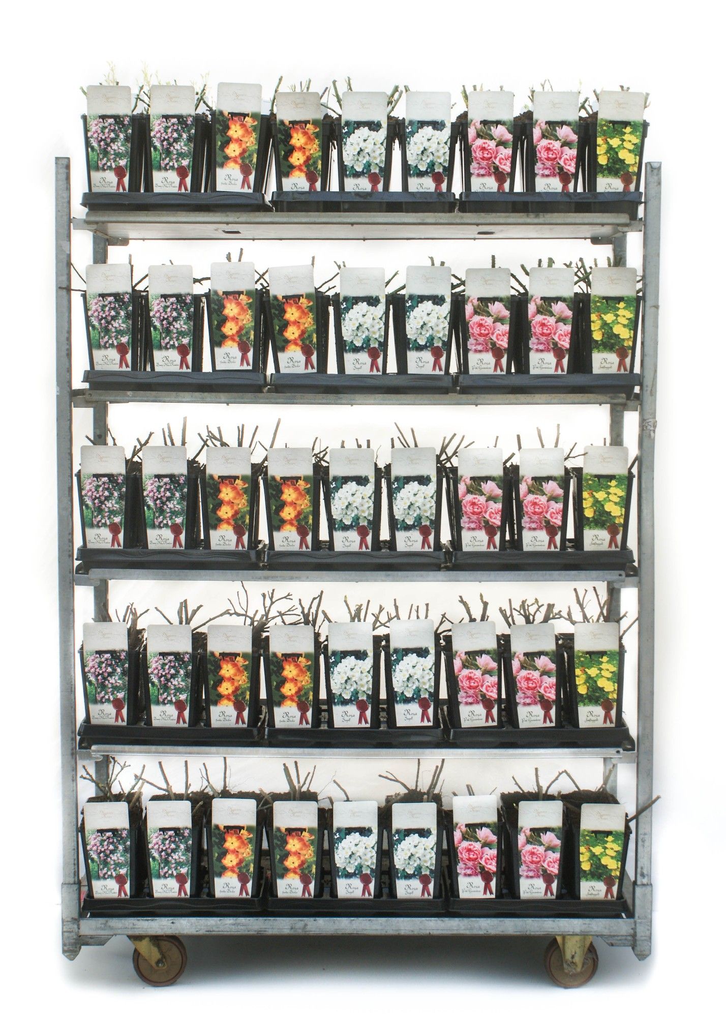 Historical Roses 3L, D 14