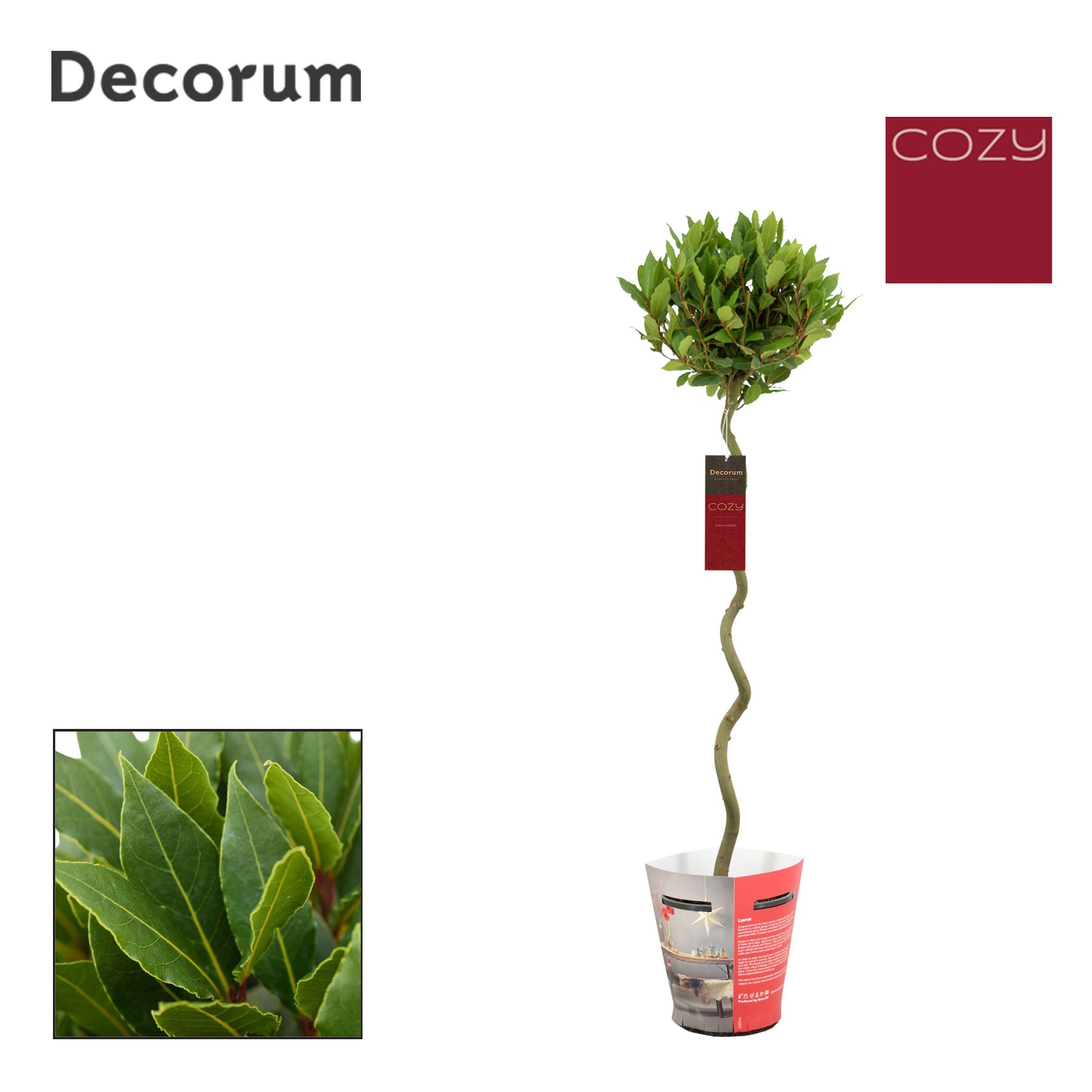Laurus nobilis Spiraal stam Cozy, D 20 cm