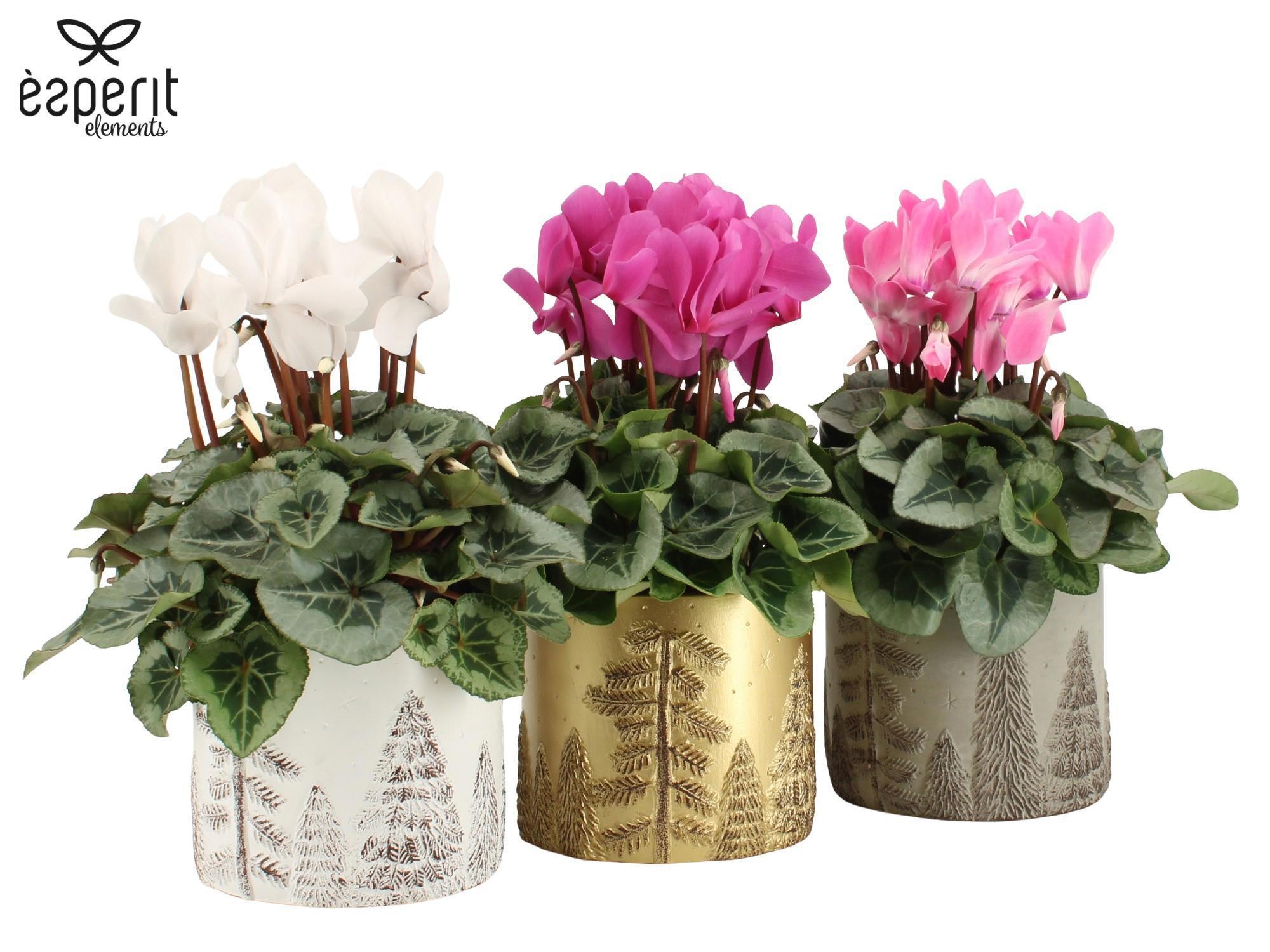 6501328: Solutionss X-mas, D 12