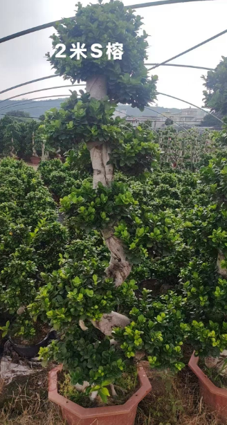 Фикус 2-метер С Баньян 48 200