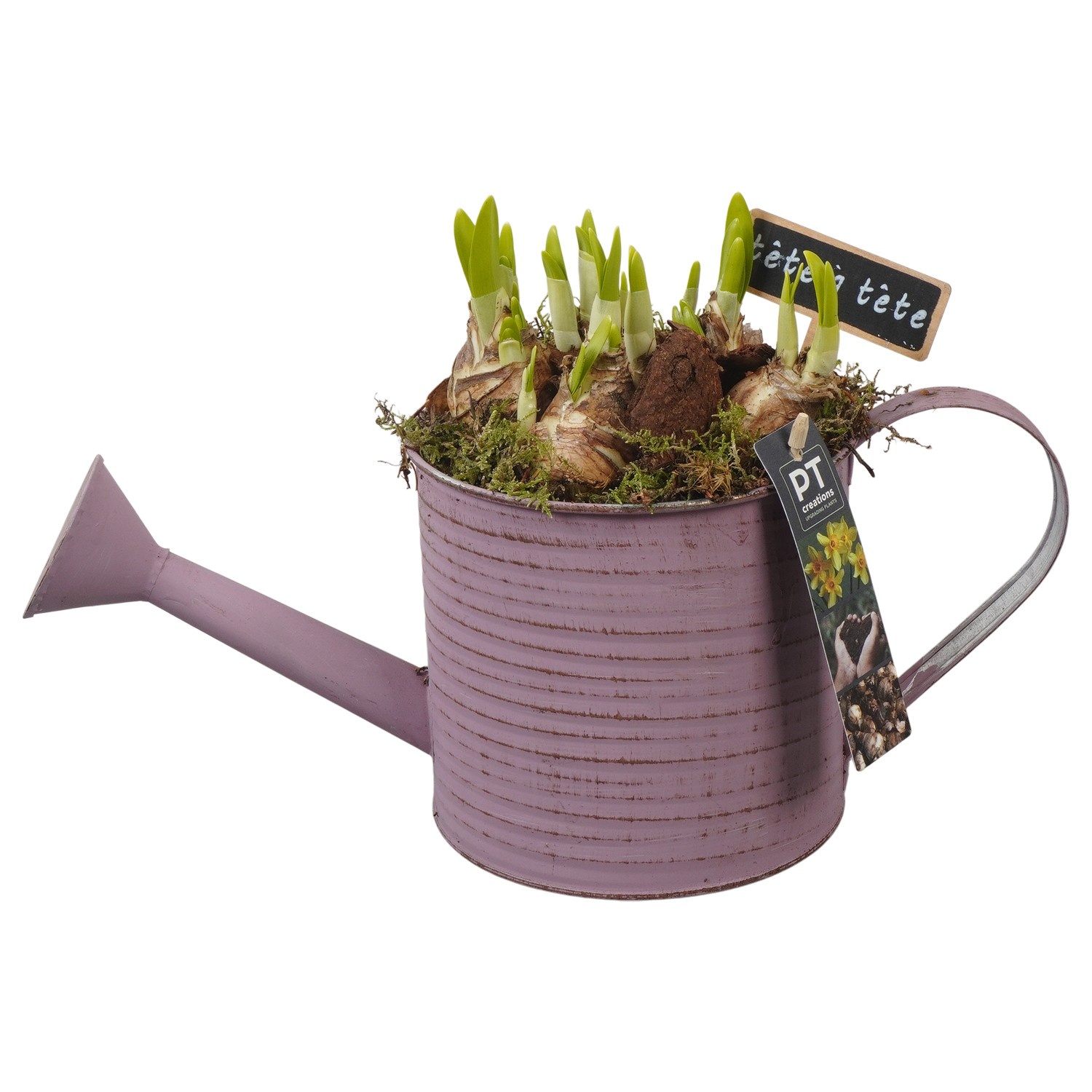 PTN8545 Arrangement Narcissus in zink gieter, D 14