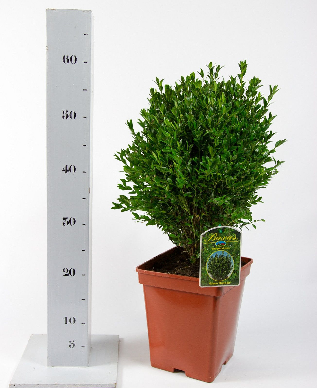 Buxus sempervirens Green Balloon 30-40, D 19