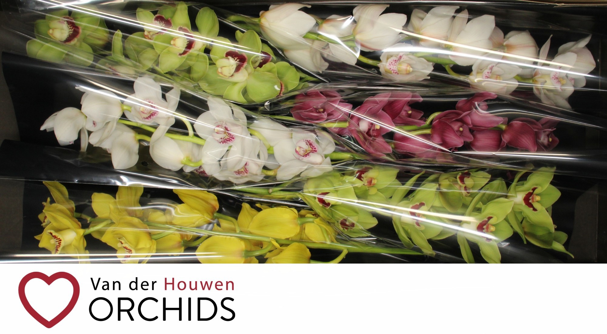 Цимбидиум Микс x6 70, шт.