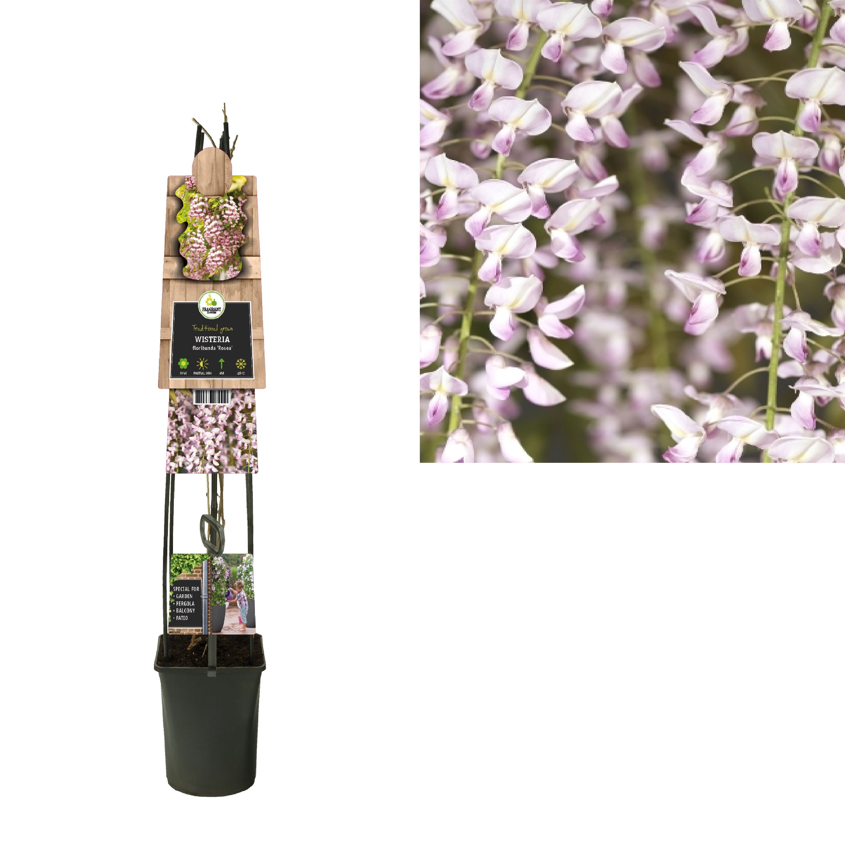 Wisteria floribunda 'Rosea' +3.0 label, D 23 cm Wisteria floribunda 'Rosea' +3.0 label, D 23 cm