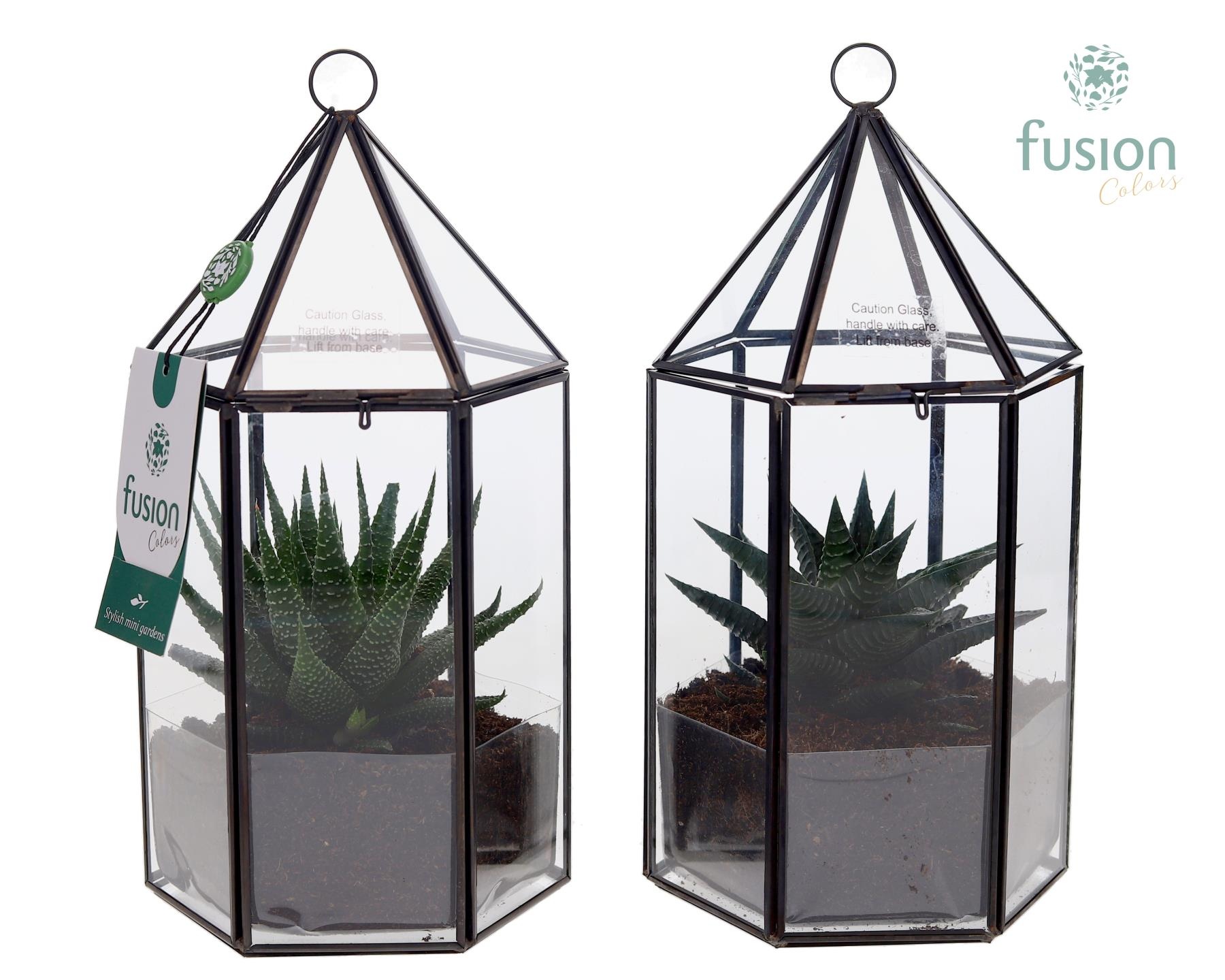 Lantaarn Geometrisch met Haworthia, D 14