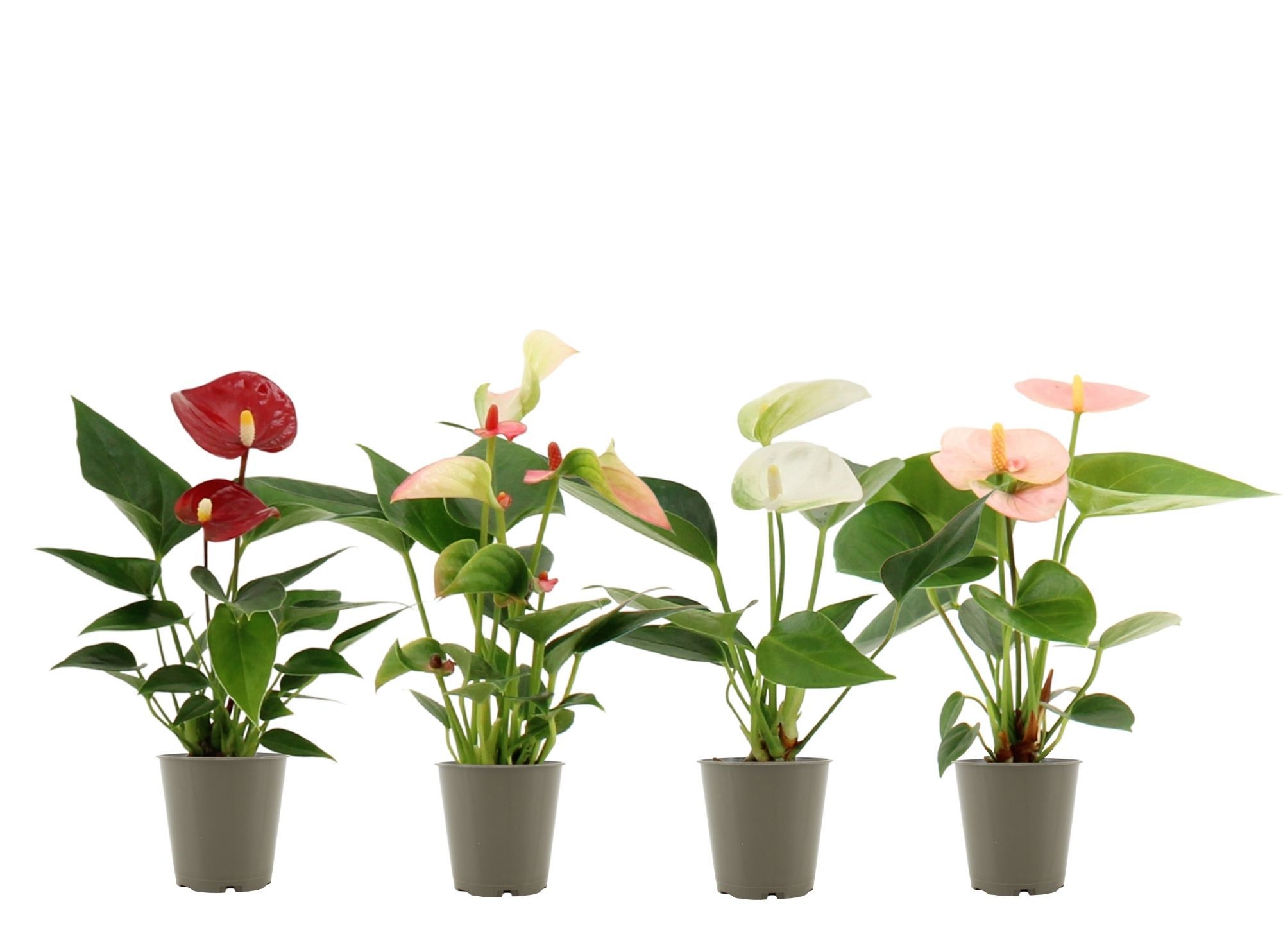 Anthurium 6 cm 4 color mix without sleeve, D 6