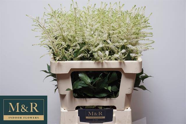 Астильба Вашингтон 60, шт.