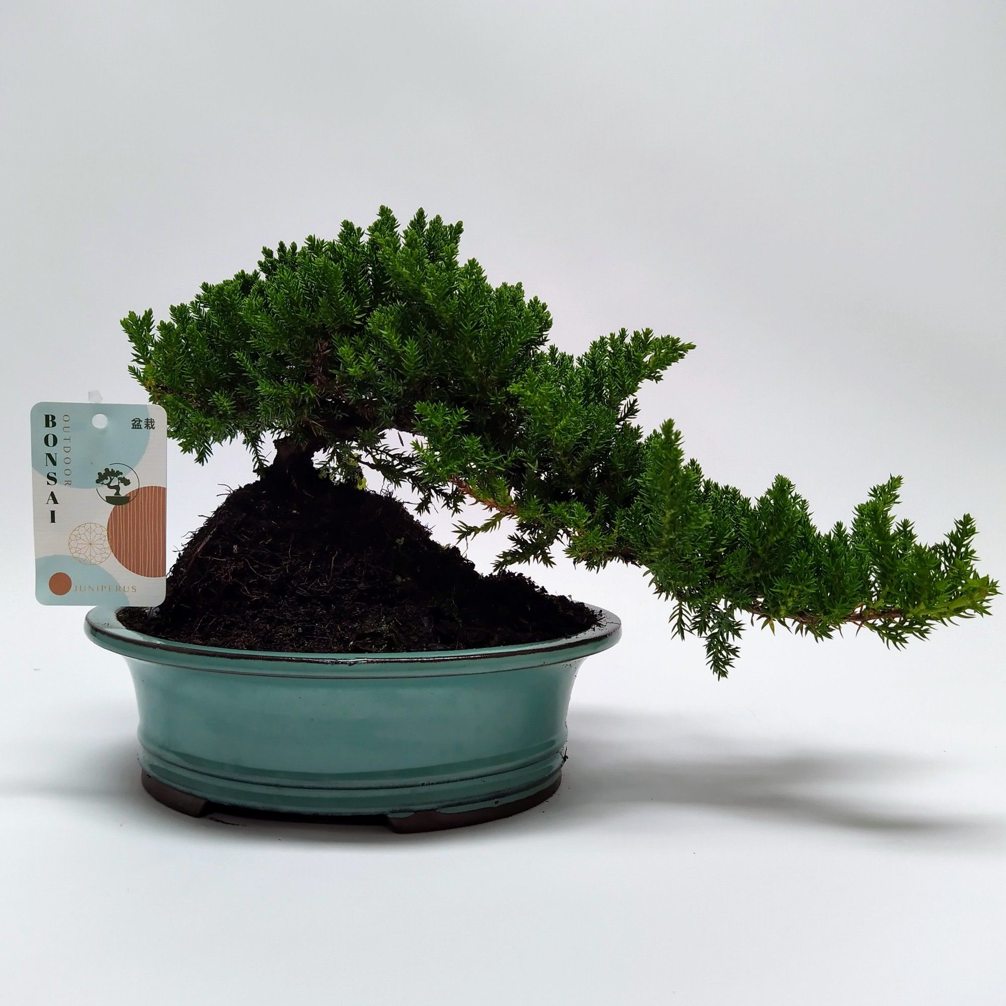 Bonsai Juniperus Cascade 22 cm, D 22