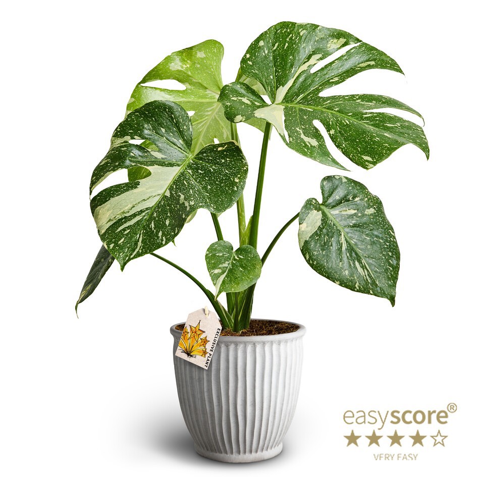 Athena, Monstera ´Thai Constellation´, D 19