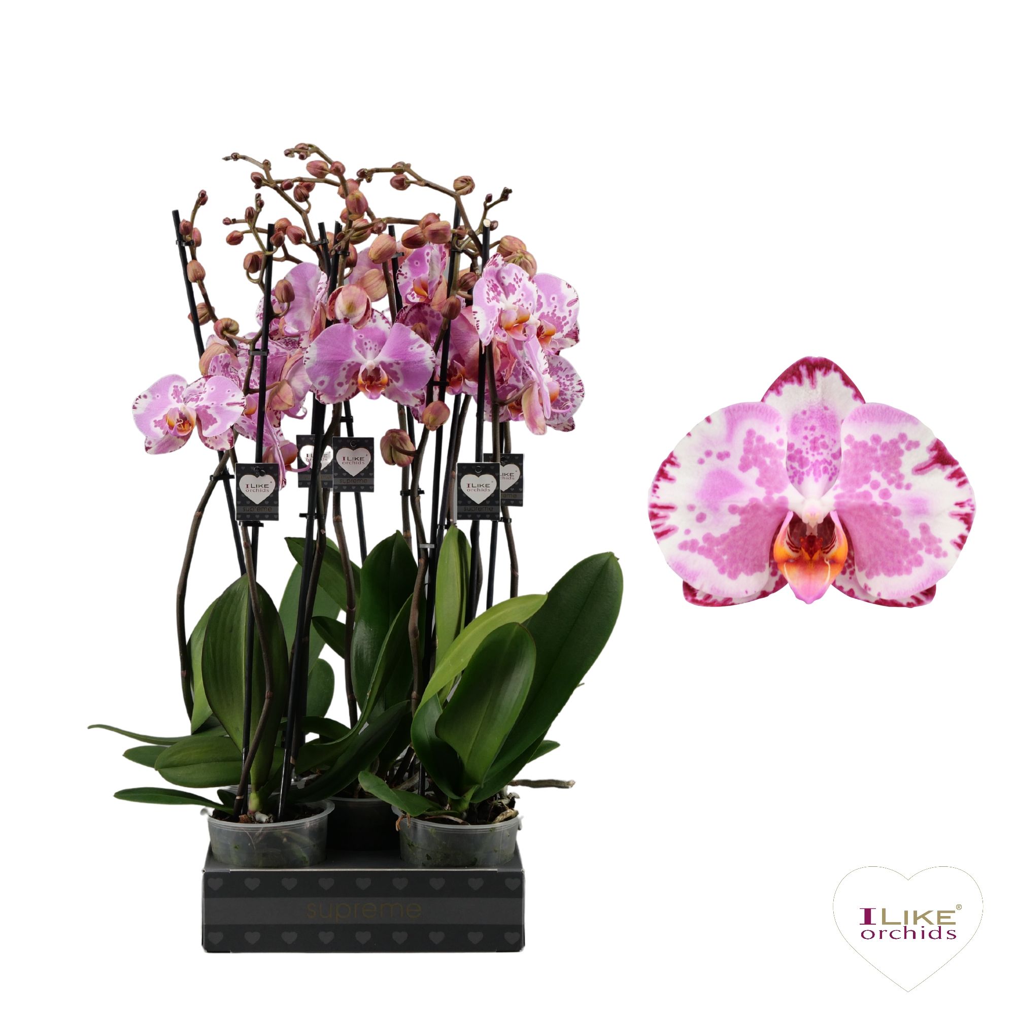 Phalaenopsis Ismaeli - 2 tak 60cm, D 12