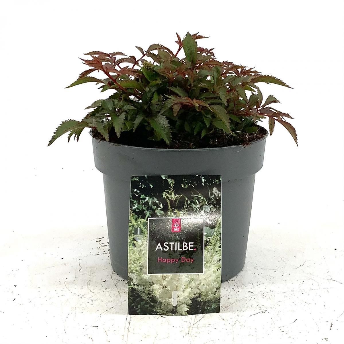 Astilbe (A) 'Astary White', D 17 cm