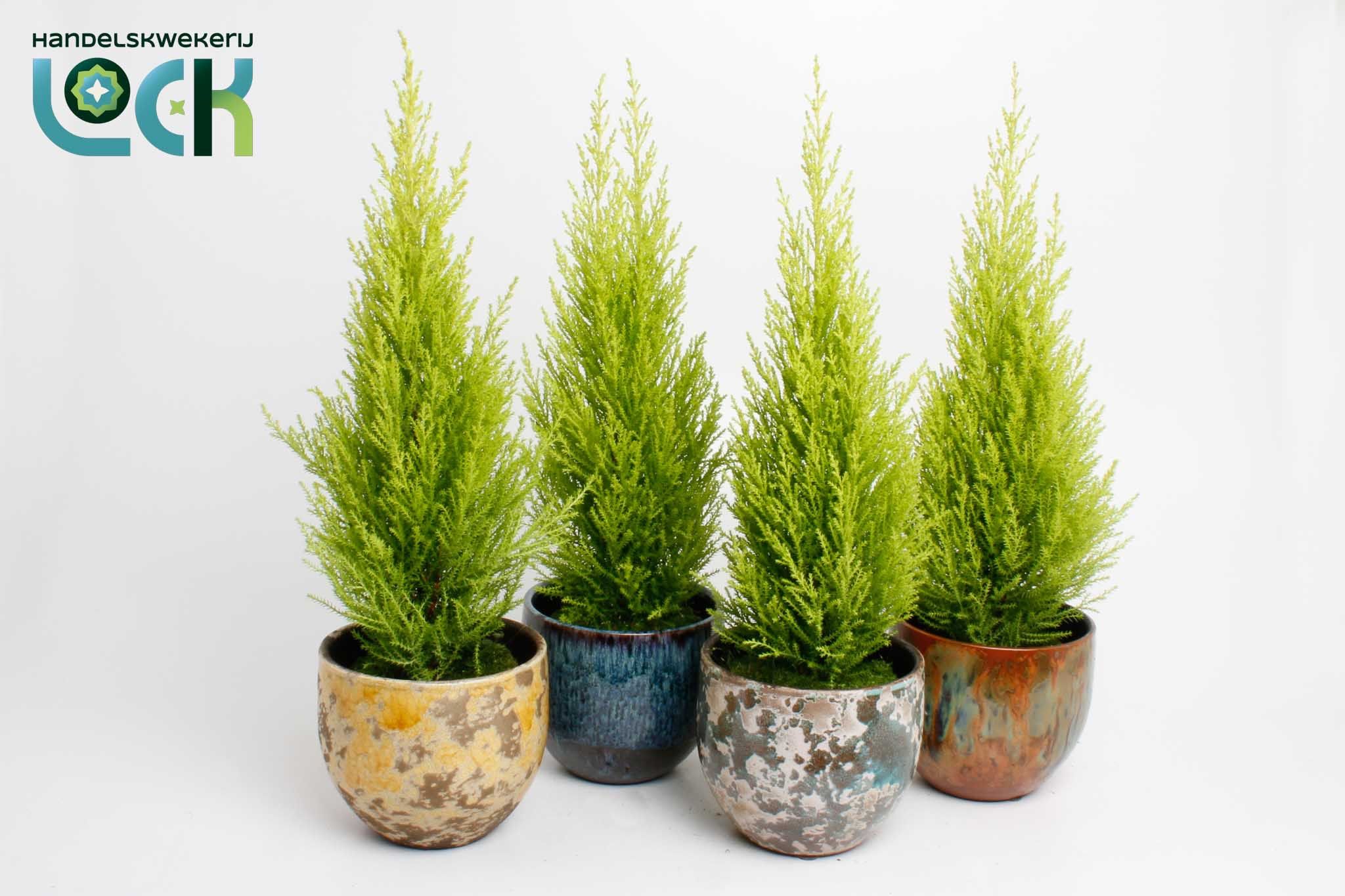 Cupressus Macrocarpa Wilma in Luuk mix, D 12