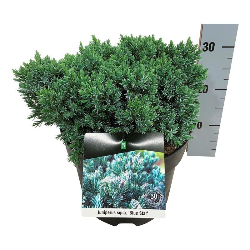 Juniperus sq. 'Blue Star', D 26
