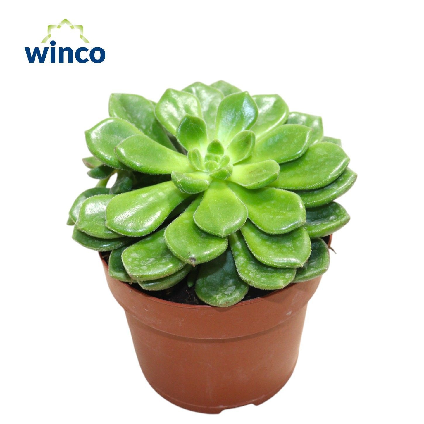 Echeveria Chubbs, D 12