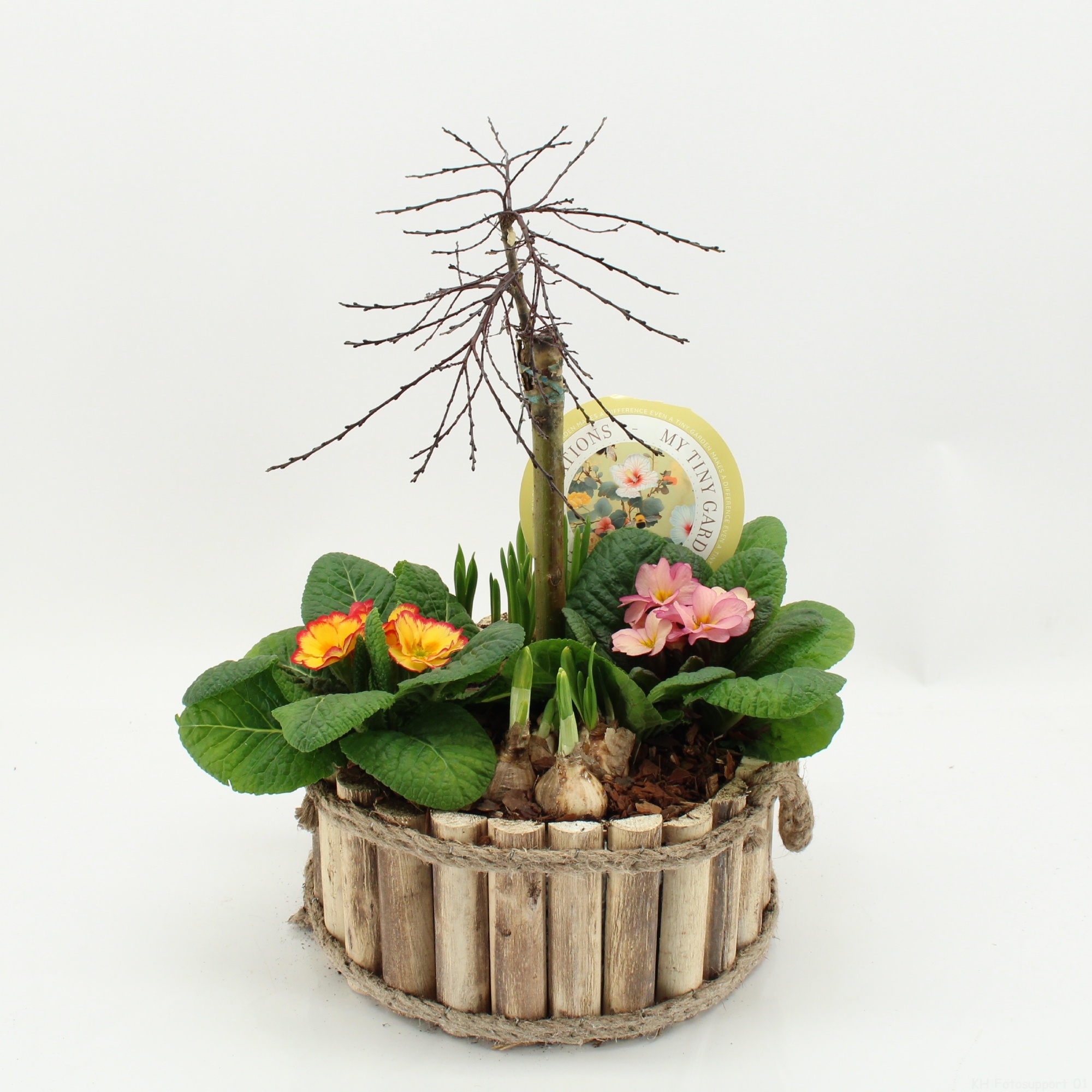 MTG-SA-03 My Tiny Garden Salix, D 26 cm