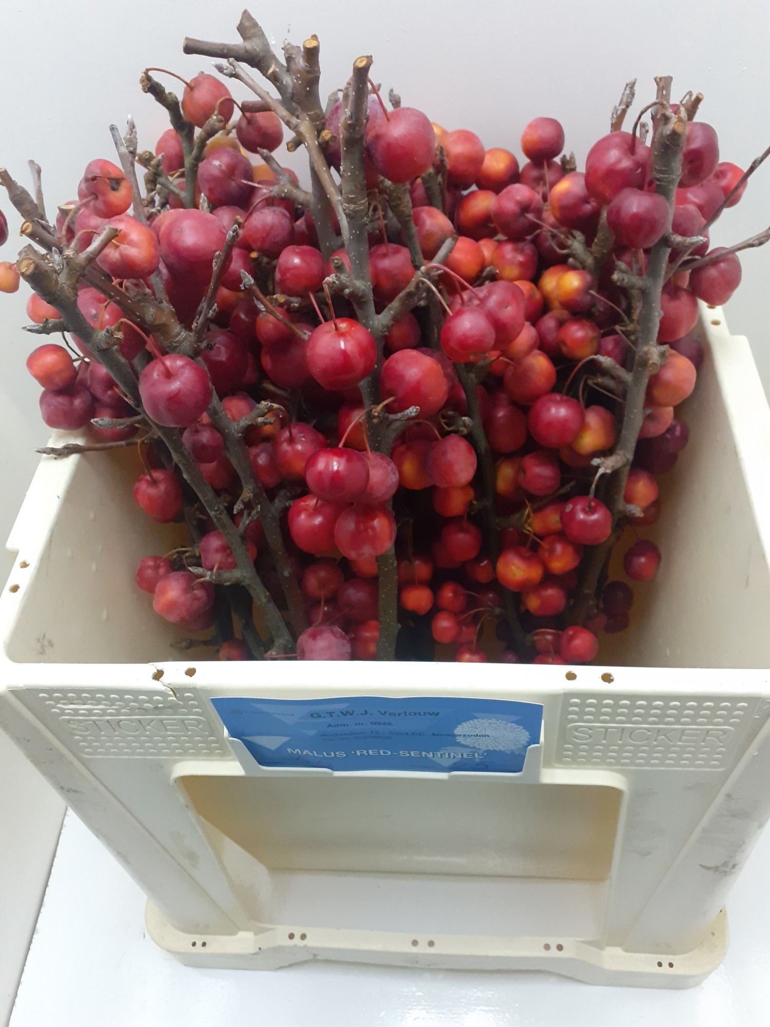 Малюс Рэд Сентинел 50, шт.