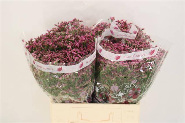 Лимониум Чайна Лавли 60, шт.