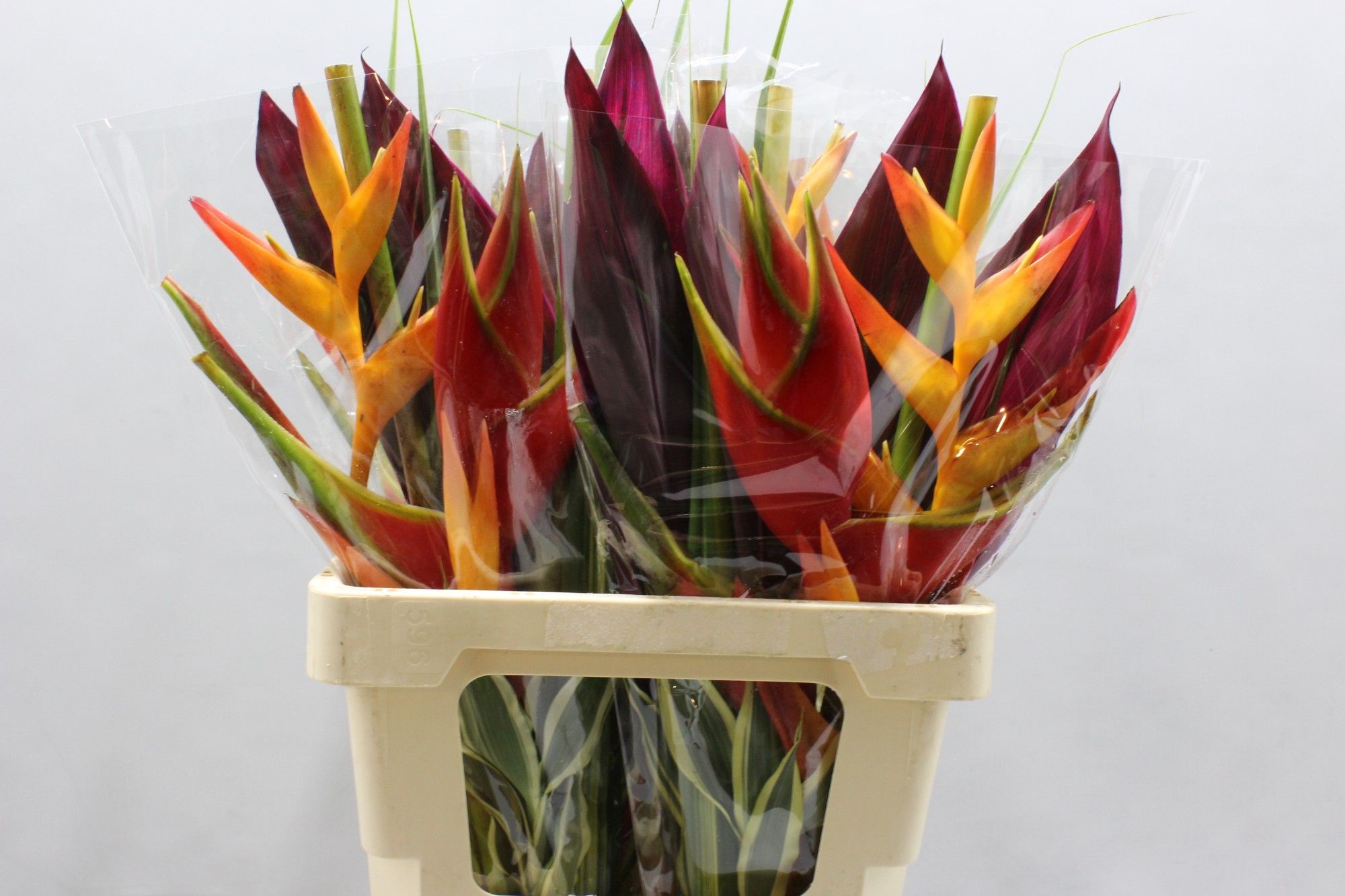 Геликония Овериг 60, шт.