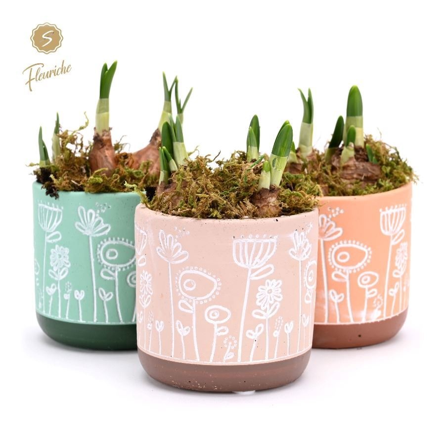 (1403) Narcissus Flower Time [M] 1PP Mos, D 11 cm