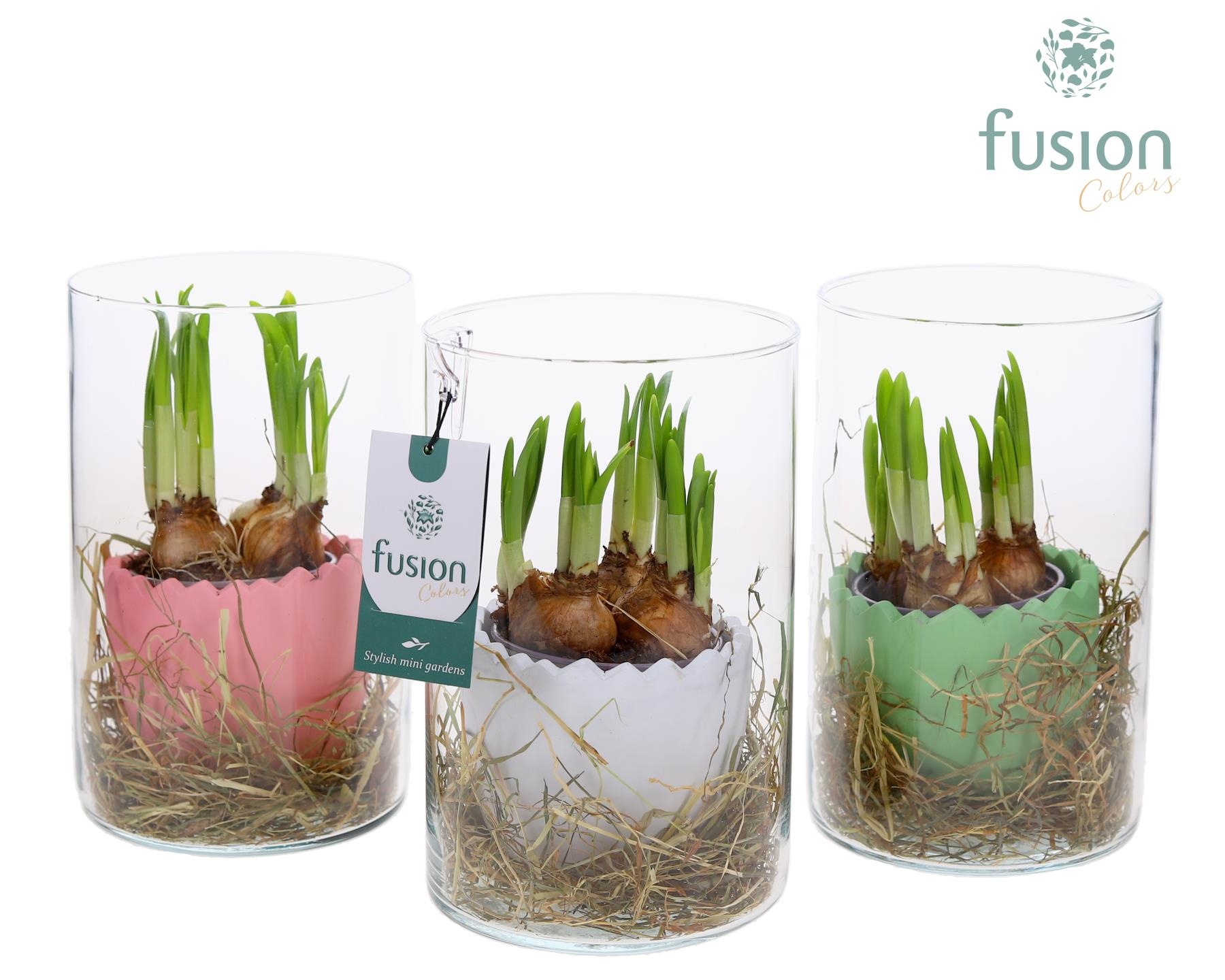 Glas Cilinder vaas met keramiek pot met Narcissus, D 14