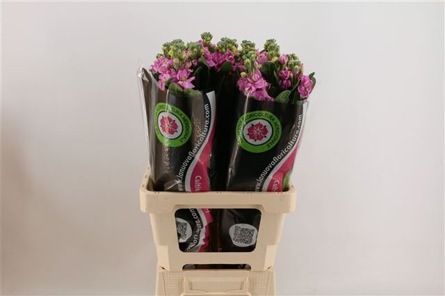 Маттиола од. Айрон Пинк 70, шт.