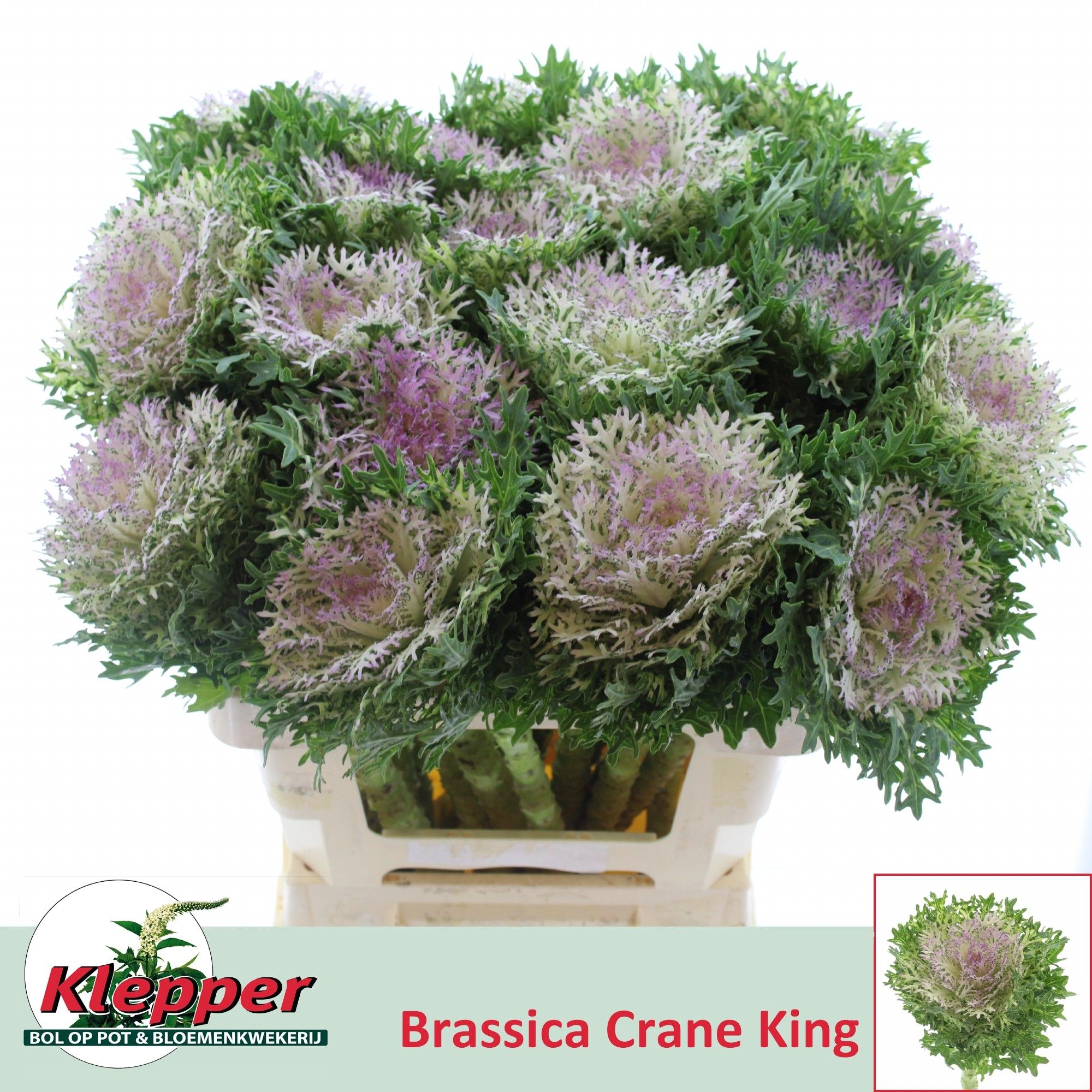 Брассика Крэйн Кинг 60, шт.