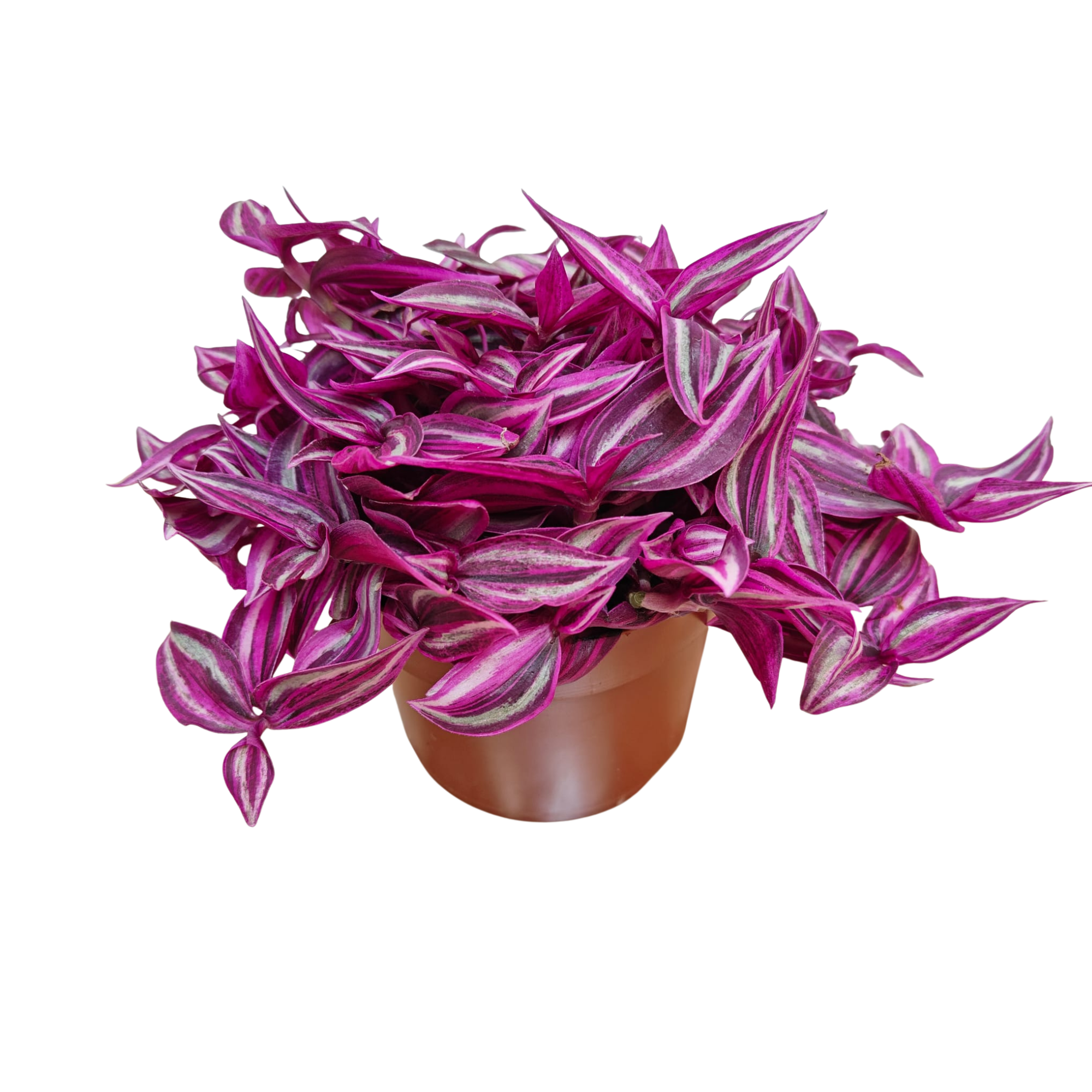 Tradescantia "Pink Paradise" 12cm, D 12