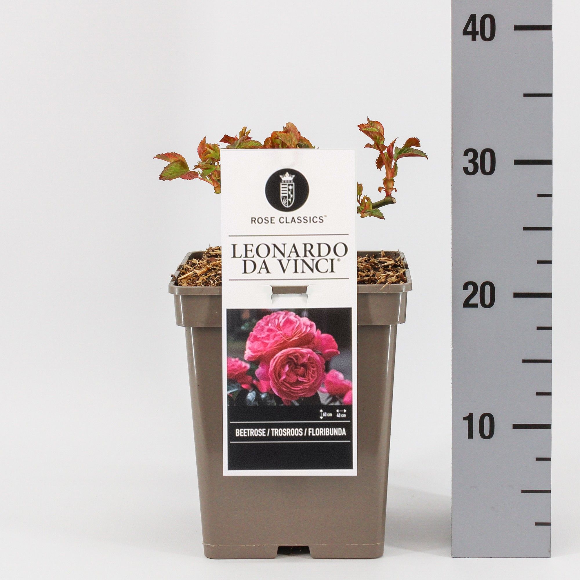 Rosa (F) Leonardo da Vinci ®, C5, D 23