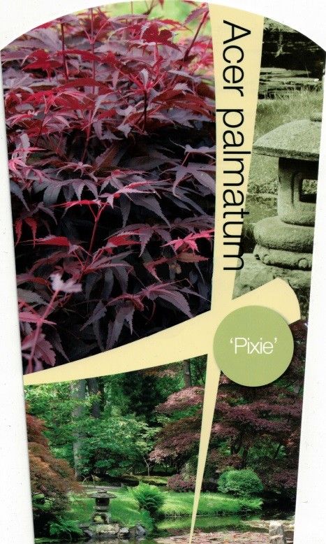 Acer palmatum 'Pixie' P26 Full CC, D 26