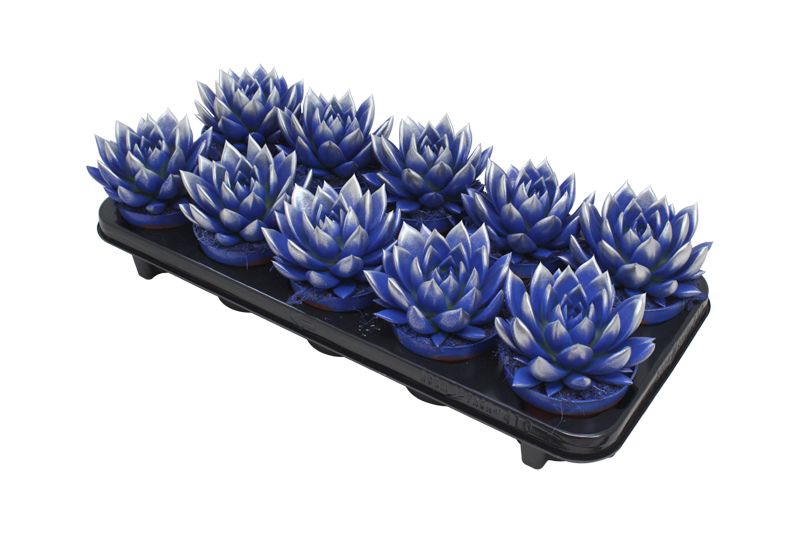 Miranda bicoloured dark blue/silver, D 10,5