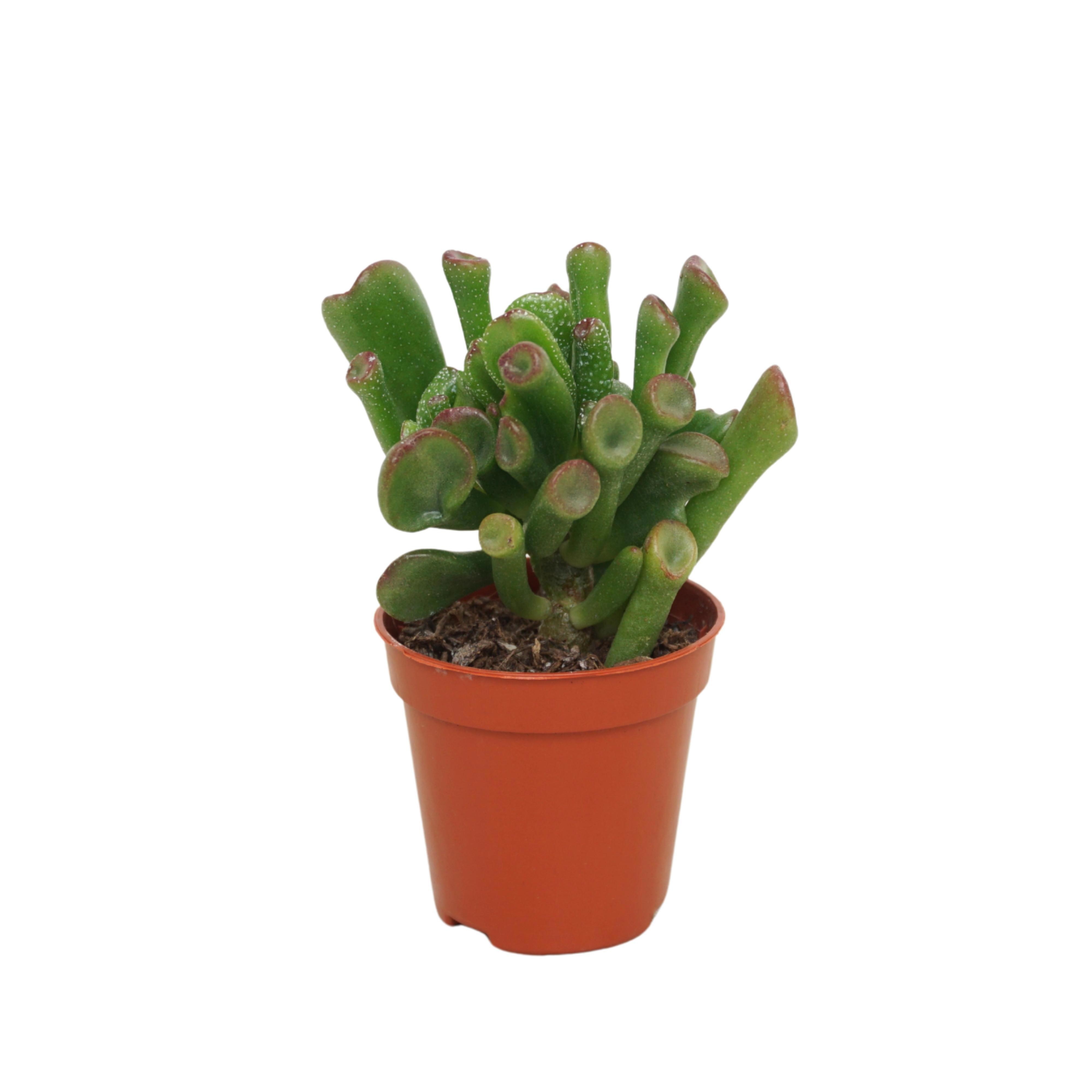 Crassula trompet 5,5 cm, D 5,5 cm Crassula trompet 5,5 cm, D 5,5 cm