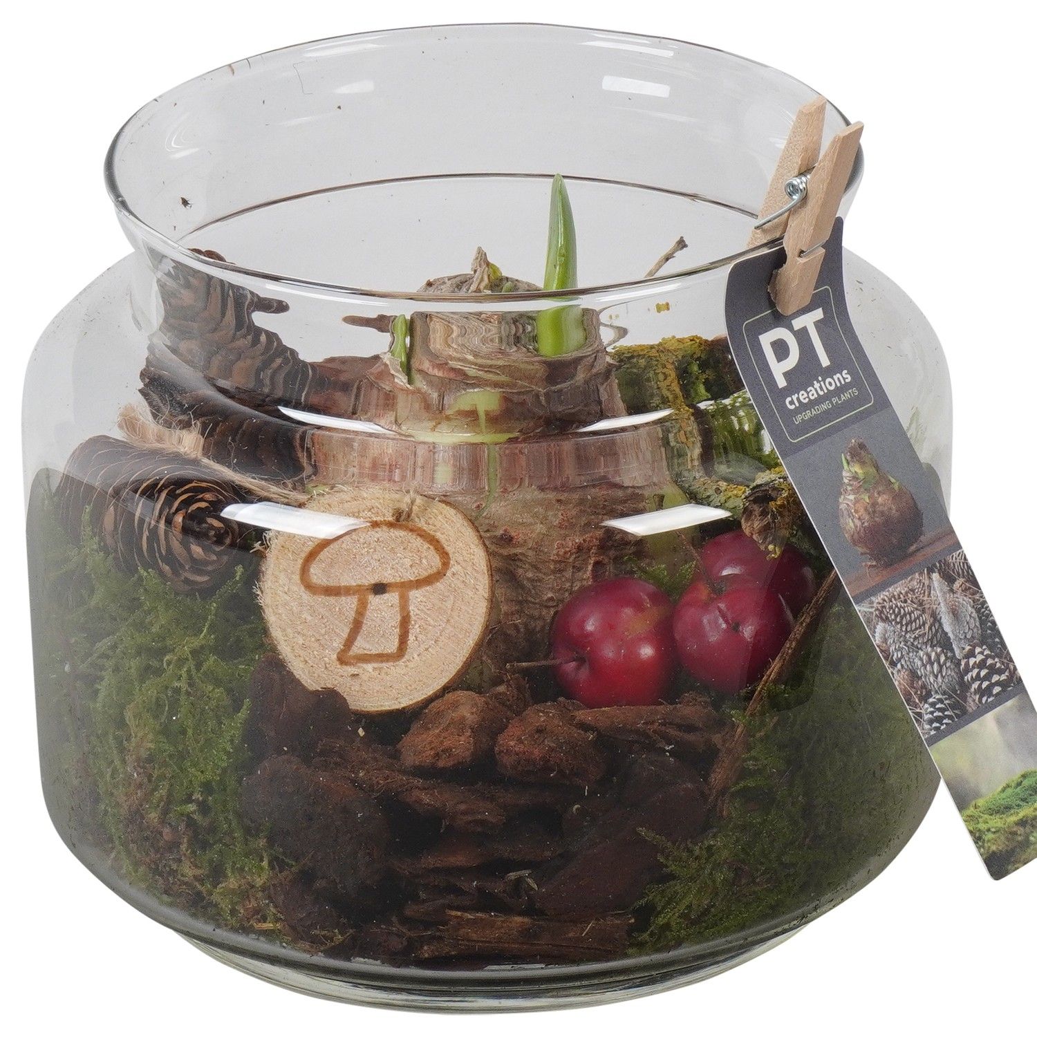 PTAA7573 Arrangement Amaryllis in glazen vaas, D 16 cm